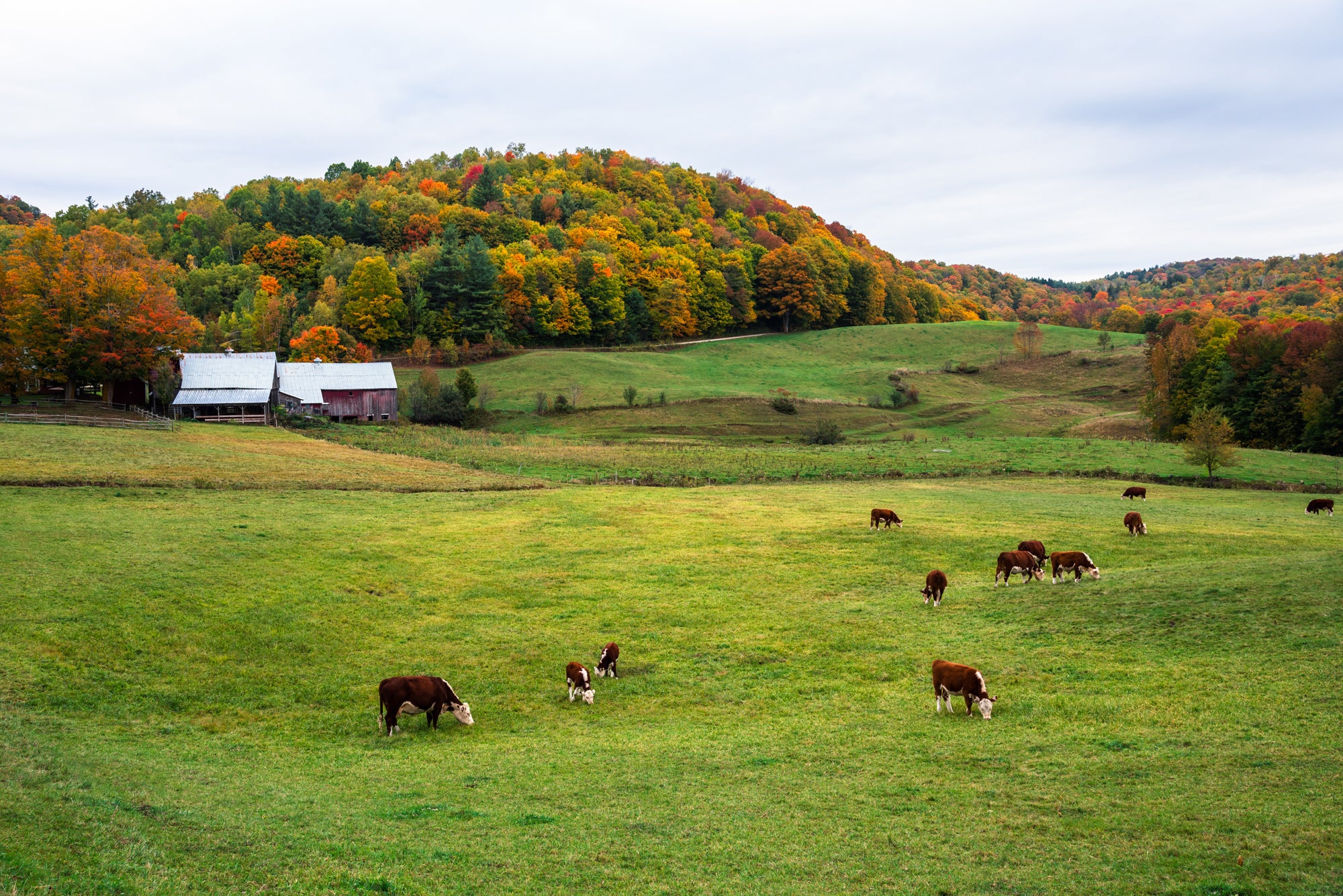 Green Mountains of Vermont with cows show the location of Maplebrook Farm Cheese company